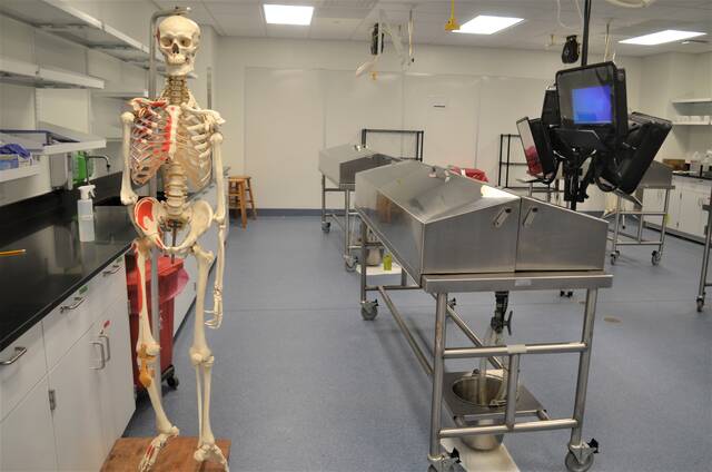 A model of a human skeleton aptly stands watch over the gross anatomy cadaver room in Misericordia Universitys expanded and updated Frank M. and Dorothea Henry Science Center, officially dedicated Friday morning.
                                 Mark Guydish | Times Leader