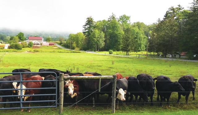 129974282_web1_farm1
Beef cattle at Balliet Farm in Butler Township, which is now in Luzerne Countys farm preservation program.
Jennifer Learn-Andes|Times Leader