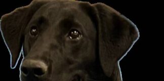 
			
				                                Hylee, a Labrador Retriever trained to detect explosives, is scheduled to start work with the Luzerne County Sheriff’s Department May 12, said county Sheriff Brian Szumski.
                                 Submitted photo

			
		