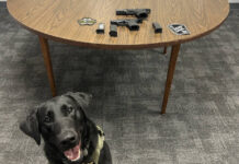 
			
				                                Luzerne County Sheriff’s Department K-9 Hylee is shown with her first on-duty find — a gun that was buried under a stack of clothes inside a bedroom dresser. After observing her skill, the suspect gave up a second gun and gun magazine, also on the table.
                                 Submitted photo

			
		